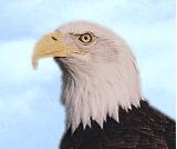 eagle.jpg (3871 bytes)